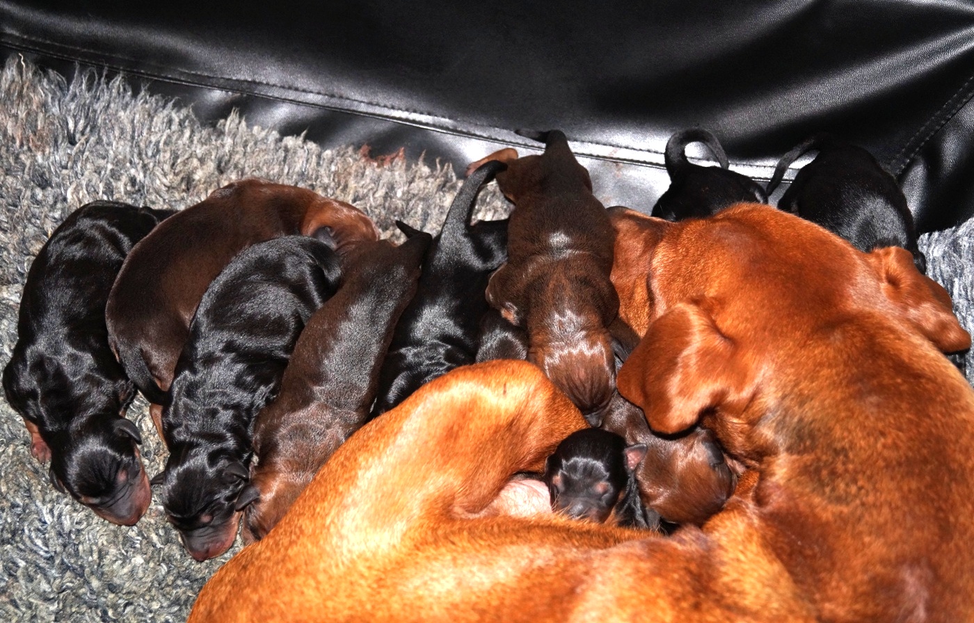 Pinscher * Xélanc Quality Q Kull